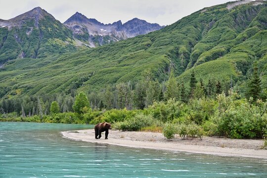 Alaskan Brown Bear (Ursus horribilis) in Lake Clark National Park Alaska