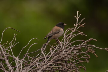 Obraz premium Dark-eyed Junco on a tree