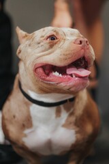 Vertical portrait of an American Pit Bull Terrier looking to the side