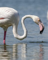 Large pink flamingo stands in shallow water with its head down, looking for food