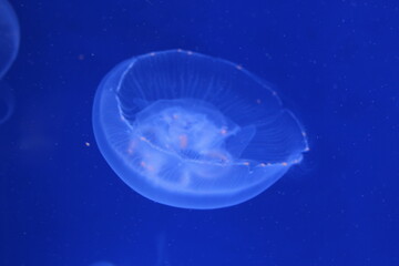 Closeup shot of jellyfish in the blue water