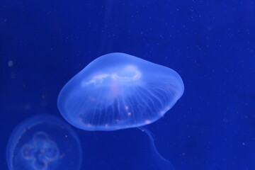 Closeup shot of jellyfish in the blue water