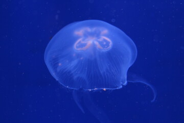 Closeup of jellyfish in the deep blue ocean