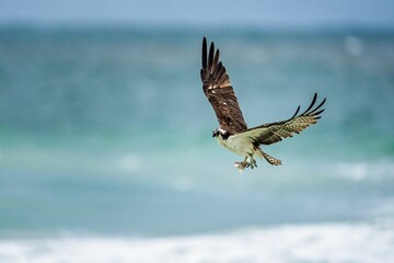 a large bird flying low to the ground next to water