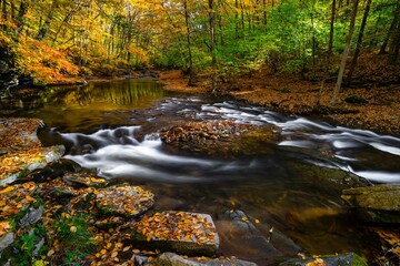 a stream that is surrounded by some leaves in the forest