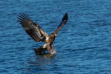 an eagle swoops its wings out of the water