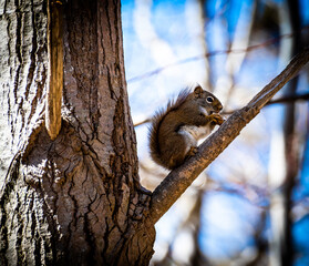 squirrel on a tree