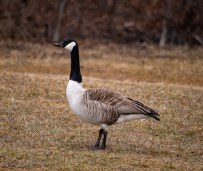 country goose on the beach