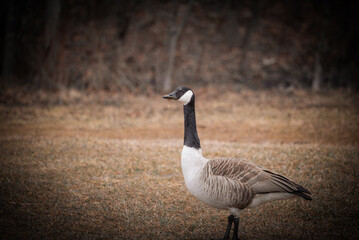 country goose branta canadensis