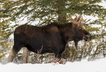 Young Moose in winter