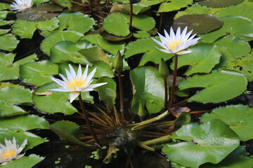 Flowers of cape blue waterlily (Nymphaea capensis) 