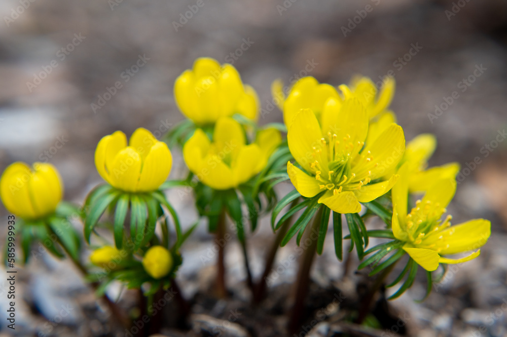 Wall mural Closeup of yellow spring flowers