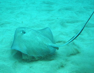 image of stingray on the bottom of the sea sand