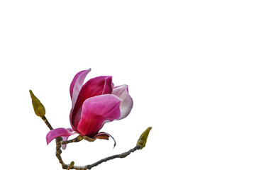 モクレンの花 (Magnolia)