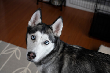 Portrait of a Siberian husky with the blue eyes