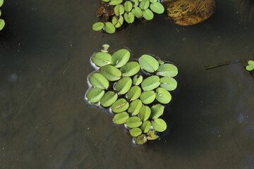 Watermoss (Salvinia sp.) found on a pond