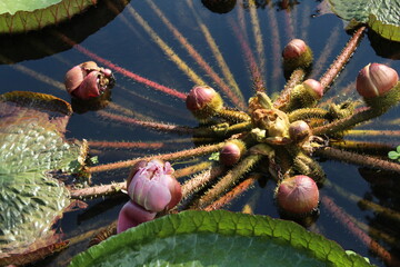 Flower buds of a giant waterlily (Victoria sp.)