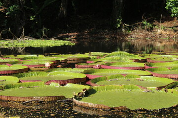 Pond covered in giant waterlily plants (Victoria sp.)
