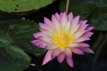 Cape blue waterlily (Nymphaea capensis) in bloom