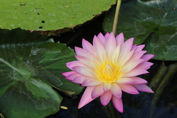 Cape blue waterlily (Nymphaea capensis) in bloom