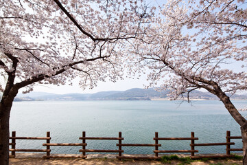 Brighter cherry blossoms of warm spring