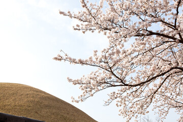 Brighter cherry blossoms of warm spring