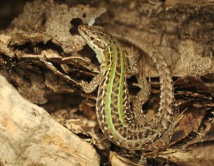 Primo piano di una lucertola muraiola (Podarcis muralis) 