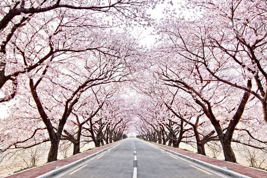 The bright pink cherry blossom tunnel road of warm spring