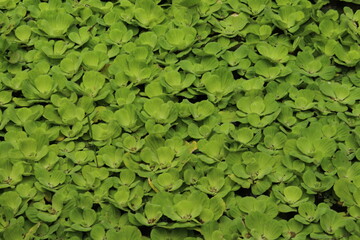Pond covered with water lettuces (Pistia stratiotes)