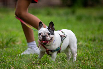 Perros braquicefálicos, bulldog francés y bulldog inglés en consulta veterinaria