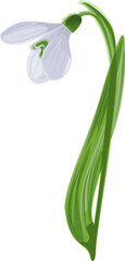 Vector illustration of early first spring flower snowdrop. 
Galánthus nivális vector graphic on transparent background. Illustration of one flower snowdrop in vector. Illustrations of flowers i