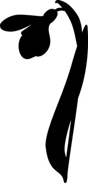 recommend clip art: Vector illustration of early first spring flower snowdrop. Shape. 
                    Galánthus nivális vector graphic on transparent background. Illustration of one flower snowdrop in vector. Illustrations of flowers