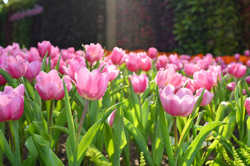 beautiful pink tulip in the garden, natural background