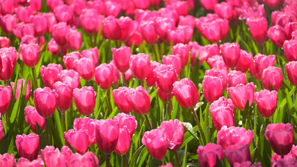 Fototapeta premium beautiful pink tulip in the garden, natural background