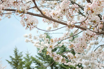 Cherry blossoms are representative flowers that signal the beginning of spring