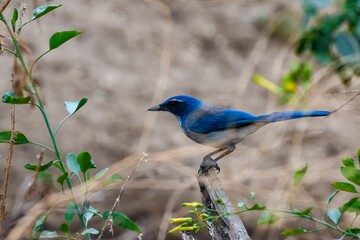 Beautiful view of the California Scrub Jay