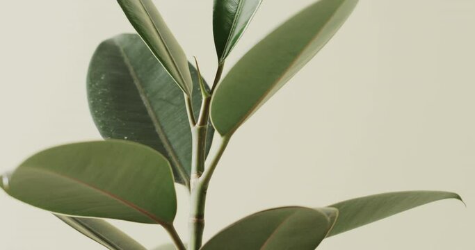 Close up of green leaves on white background with copy space in slow motion