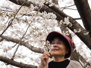 満開の桜の花を見る笑顔の高齢女性
