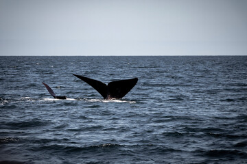Fototapeta premium humpback whale tail