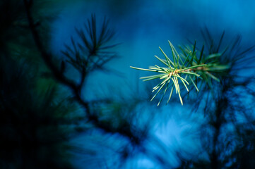 Close-up evergreen coniferous pine tree. 