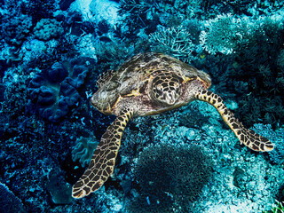 Raja Ampat Last Paradise Underwater