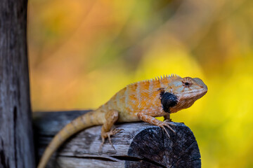 Blood sucker,Calotes versicolor (DAUDIN ,1802)Is a medium sized chameleon The male color is very...