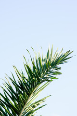 Tropical Vacation Flowers by the Pool