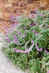 Flowers planted in bloom