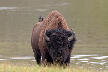 Buffalo bison bull in Yellowstone River in Hayden Valley in Yellowstone National Park United States