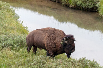 American Bison Buffalo bull next to Elk Antler Creek in Hayden Valley in Yellowstone National Park United States