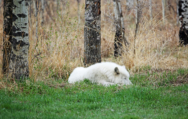 White wolfdog sleeping
