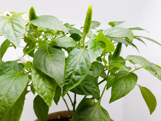 House plant chilli pepper in brown flowerpot with shallow depth of field.