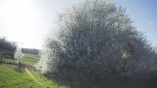 Angelic Flurries Around Beautiful Grand White Trees Orchid in Green Field - Mysterious Heavenly White Tree In Field in 4K, Tree of Life | Red Komodo Cooke Mini S4i Lens High Quality (30 Fps)
