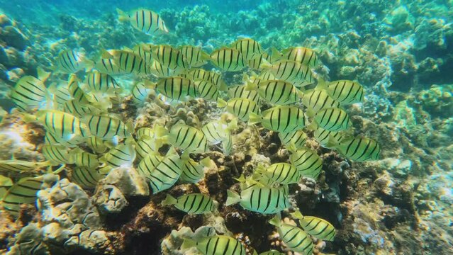 Convict Tang school of fish in Maui Hawaii, coral reef in Honolua Bay